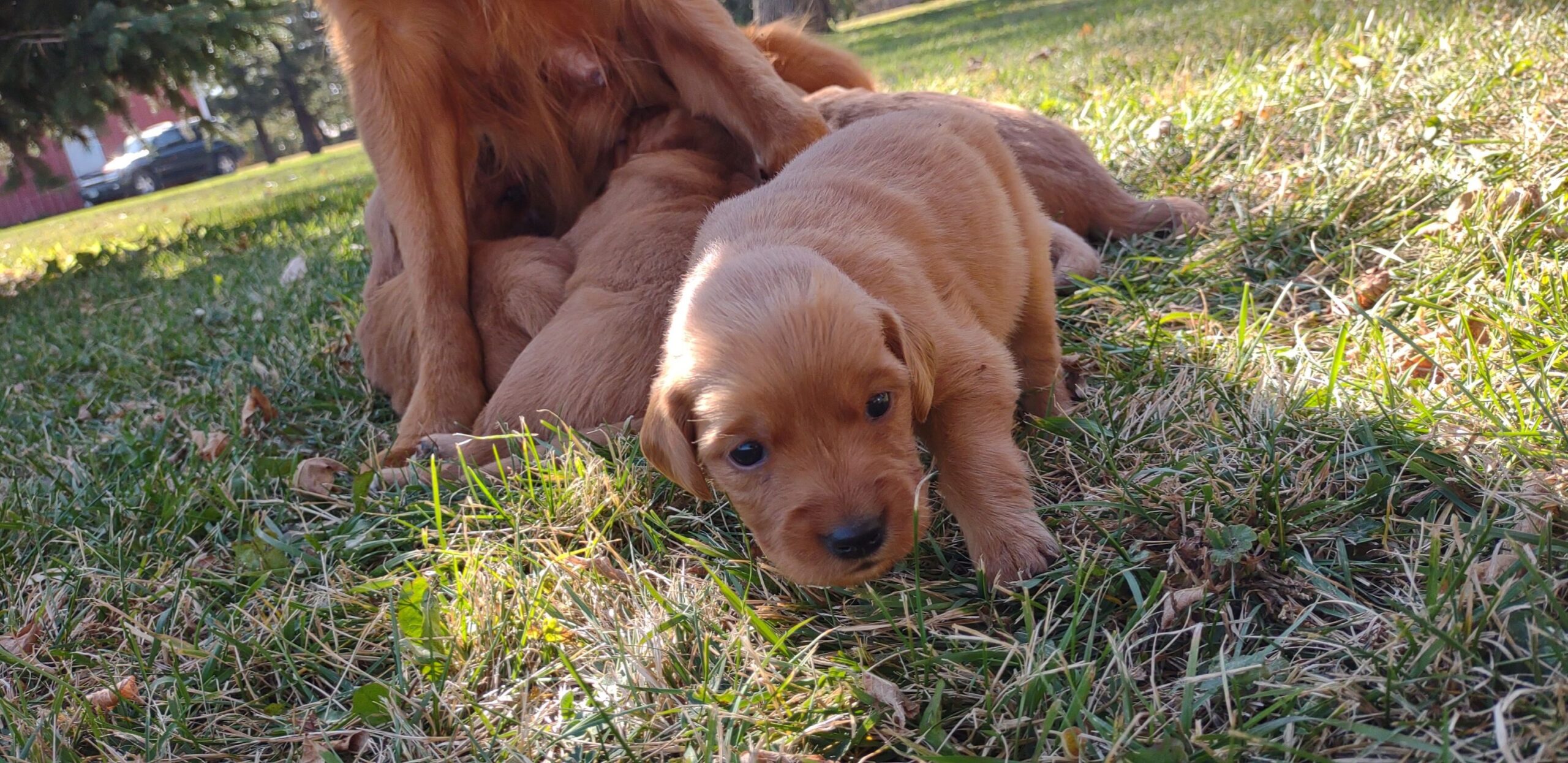 Golden Retriever Puppies - Root River Retrievers